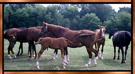 Bonnie Novel Farm mares and foal (Bonnie Novel Snickers)